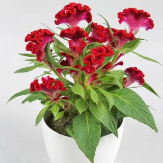 بذر تاج خروس چتری گلدانی قرمز