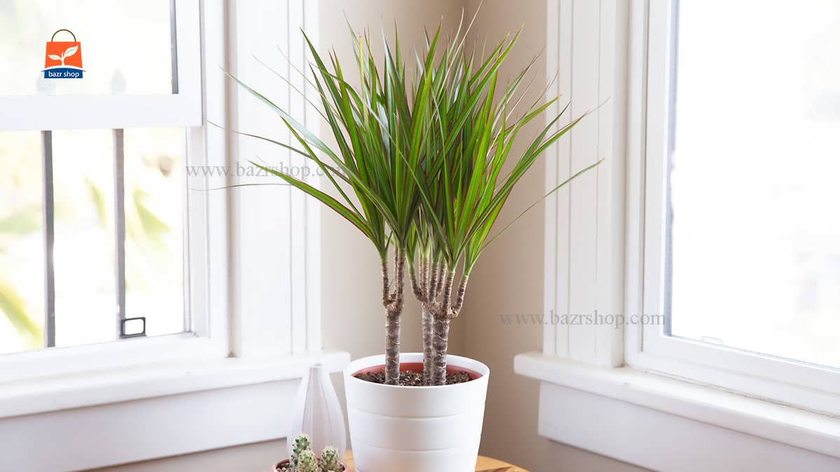 نحوه پرورش دراسنا پرچمی