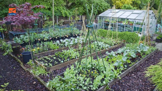 نحوه پرورش باغچه