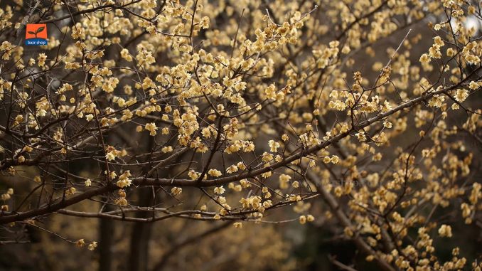 نحوه رشد گل های یخی