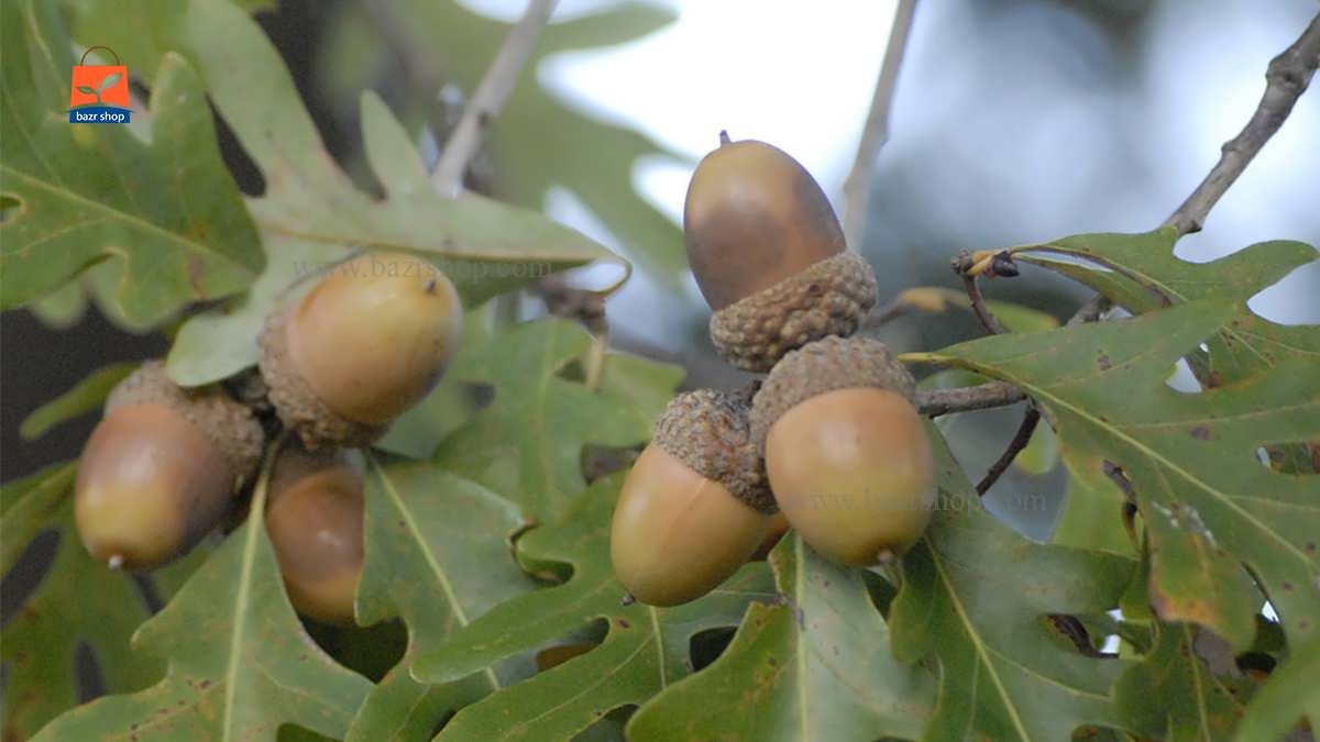 نحوه کاشت درخت بلوط