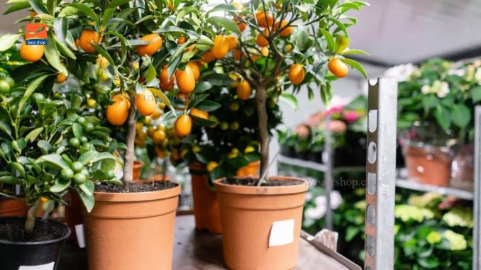 نحوه کاشت هسته مرکبات در گلدان