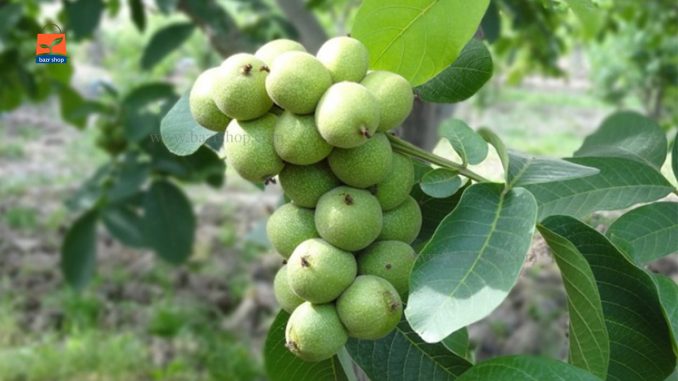 نحوه پیوند درخت گردو