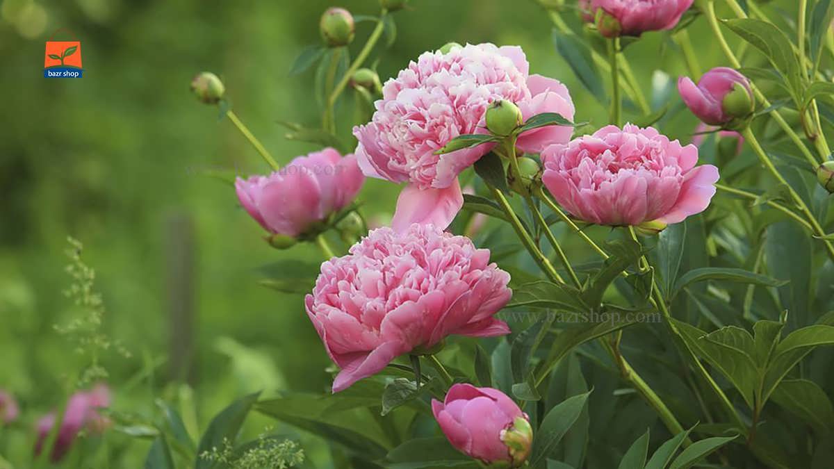 معرفی گل صد تومانی