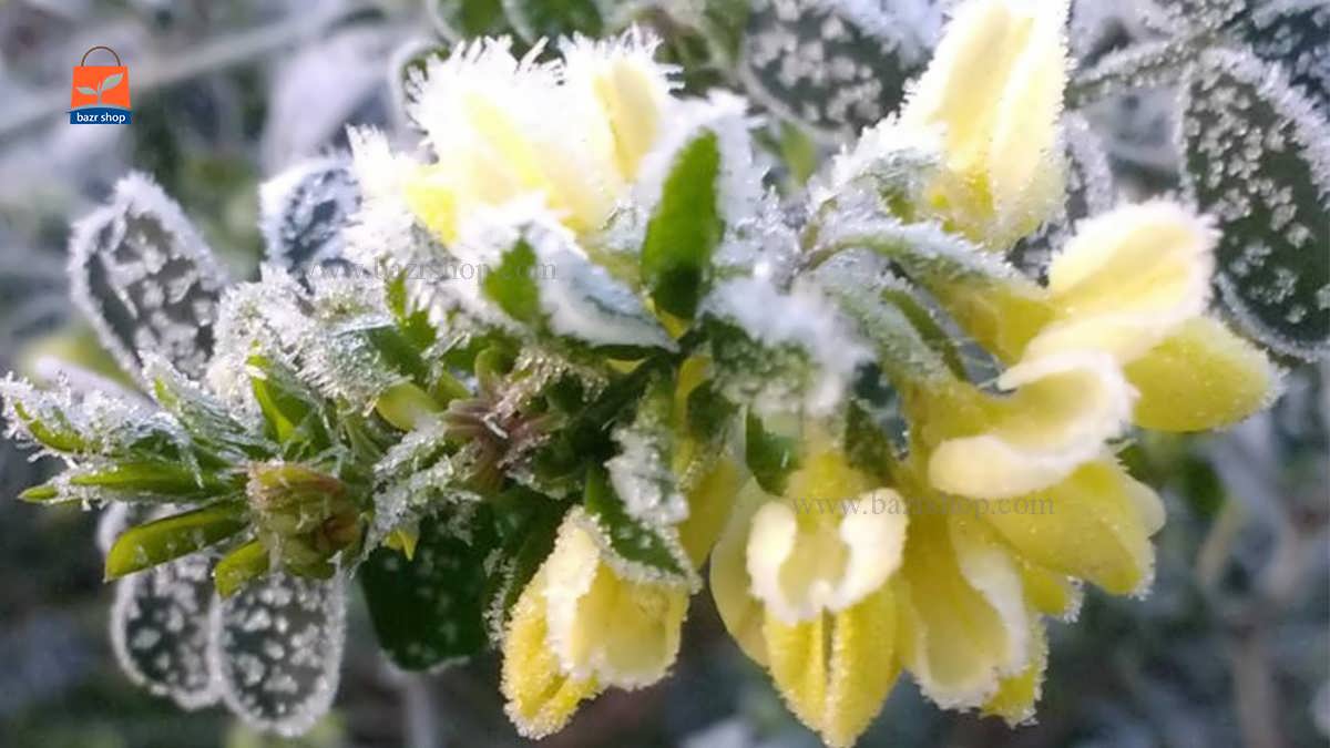 معرفی زمستان باغ گل