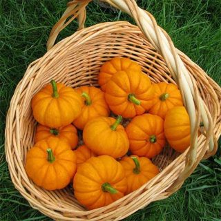 بذر کدو حلوایی جک