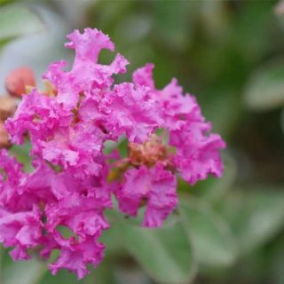 بذر درخت توری