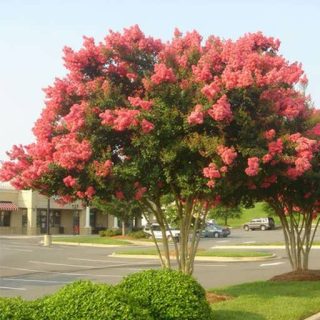 بذر درخت توری