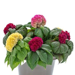 بذر تاج خروس چتری الوان