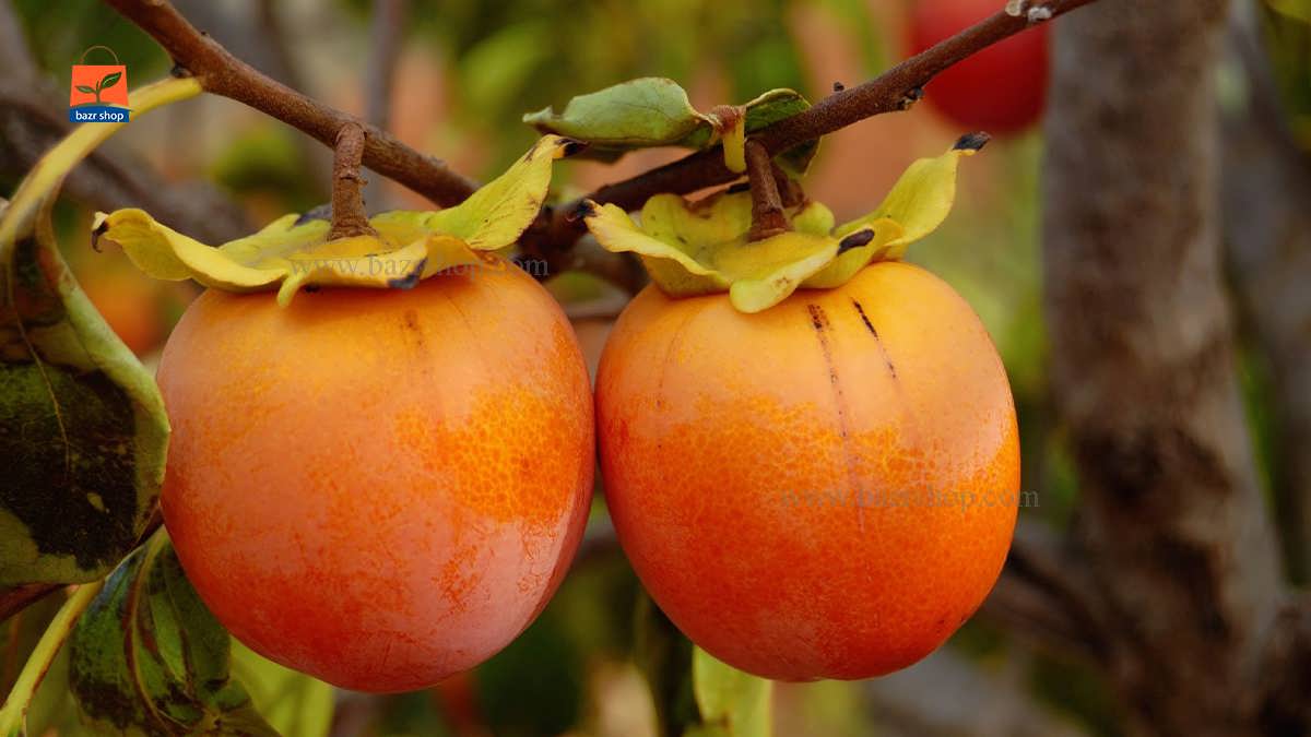 خرمالو رسیده روی درخت