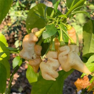 بذر فلفل پیچ هلویی