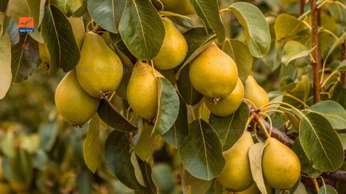 کاشت درخت گلابی