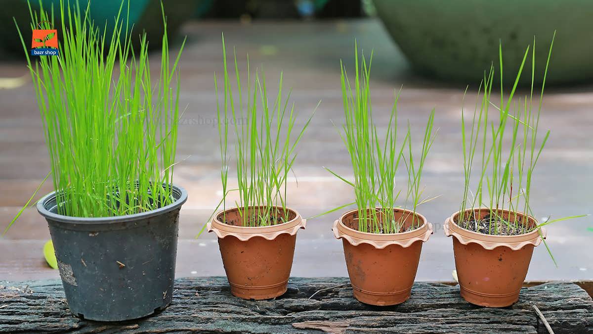 نحوه کاشت برنج در خانه