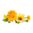 بذر گل همیشه بهار خوراکی