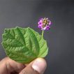 بذر بابچی