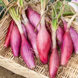 بذر پیاز قرمز کشیده