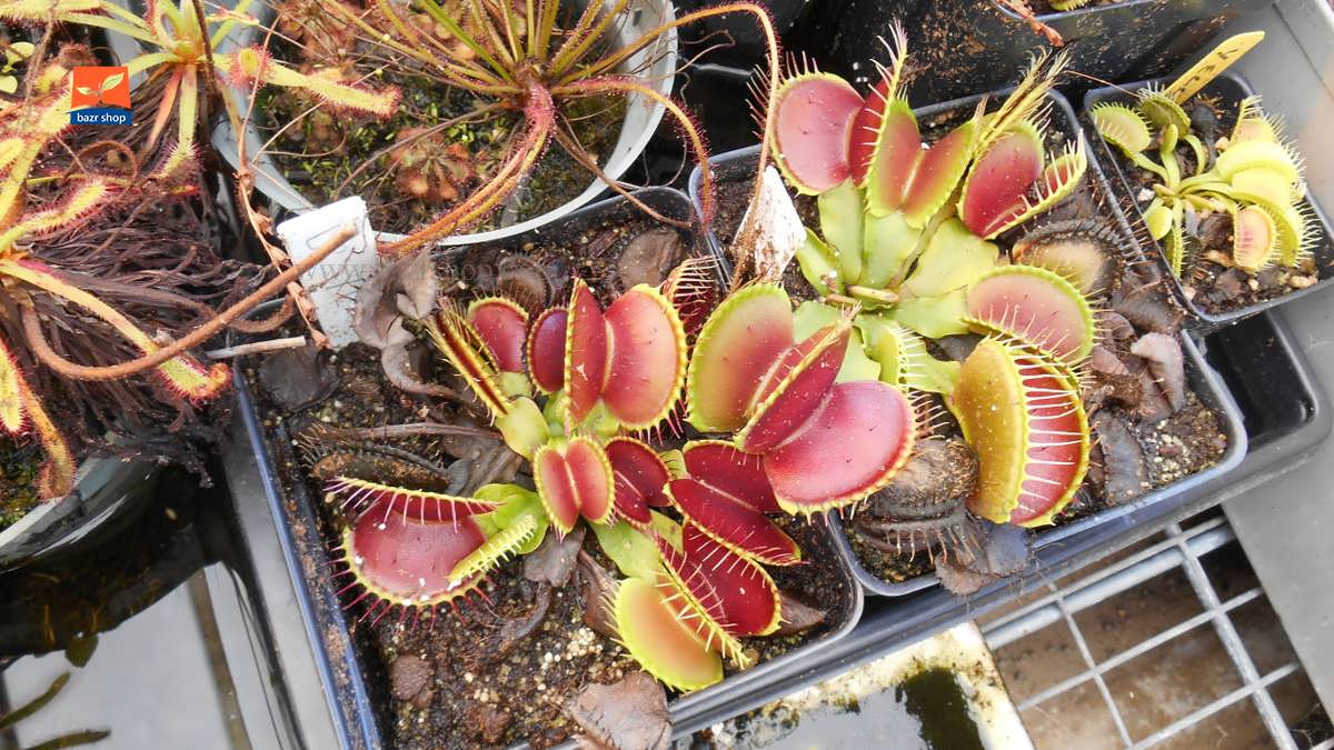 گیاه ونوس حشره خوار چیست