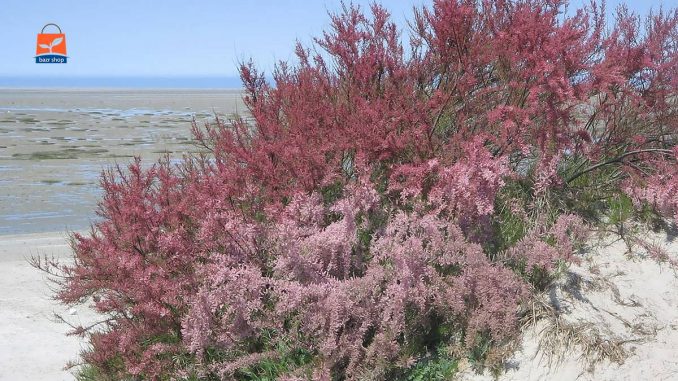 درخت گز چیست