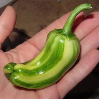 یک عدد فلفل آبنباتی ابلق روی دست