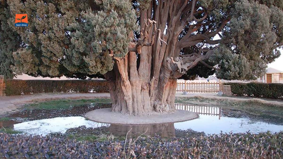 درختان کمیاب