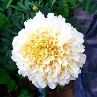 گل جعفری سفید