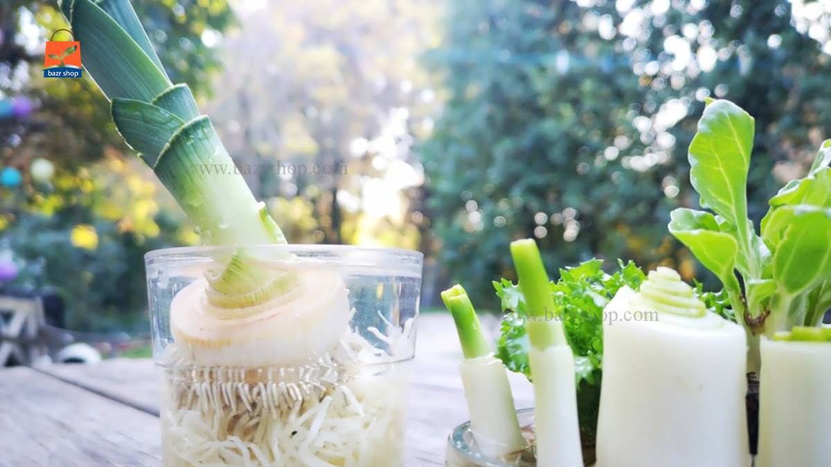 ریشه تره فرنگی در آب