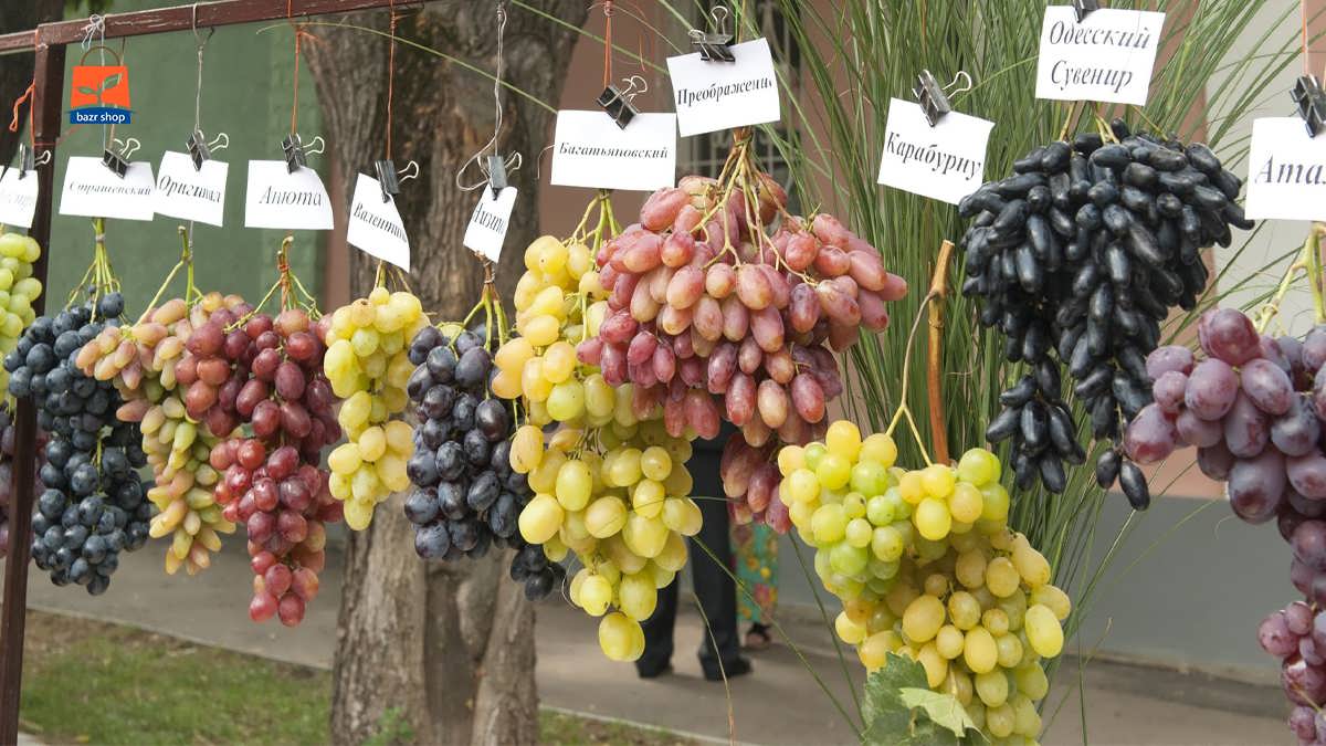 انواع خوشه انگور