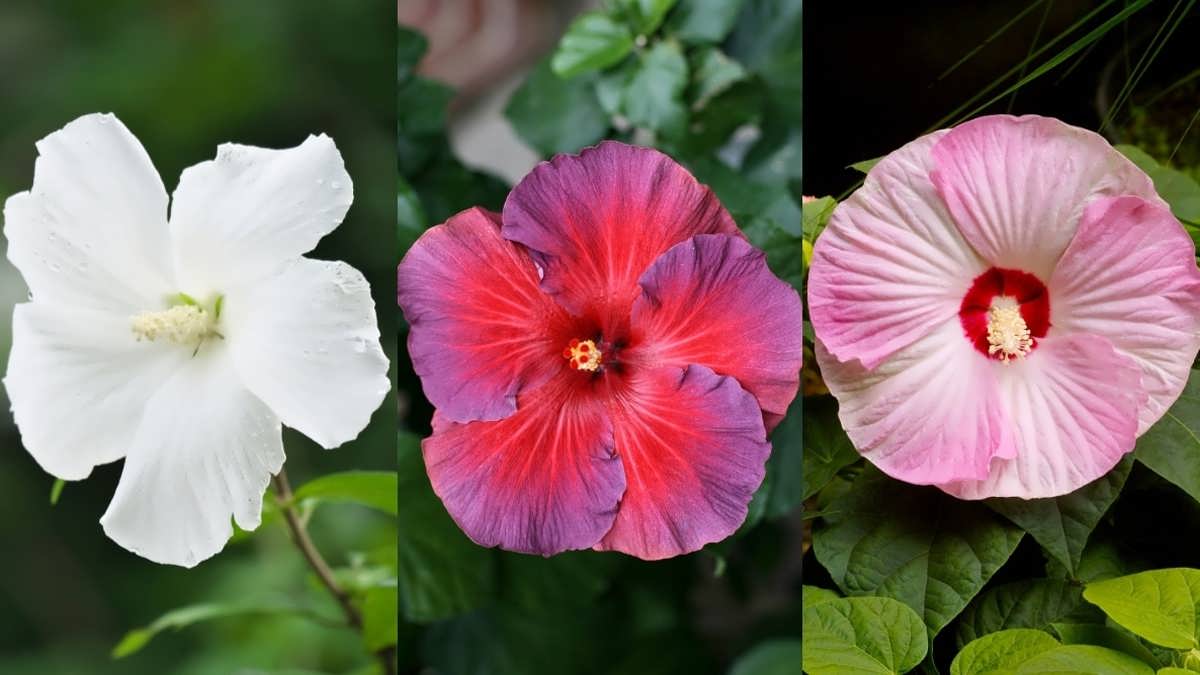 گل های عروس هندی زیبا