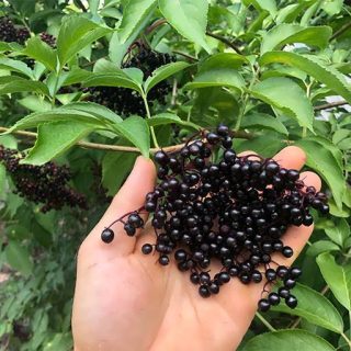 انگور کولی در دست