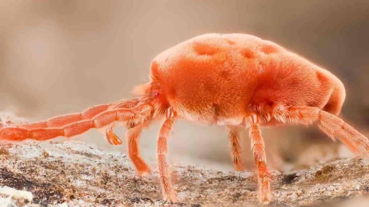 عنکبوت روی شن