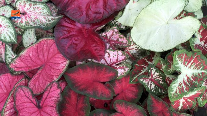 کالادیوم های رنگی زیبا