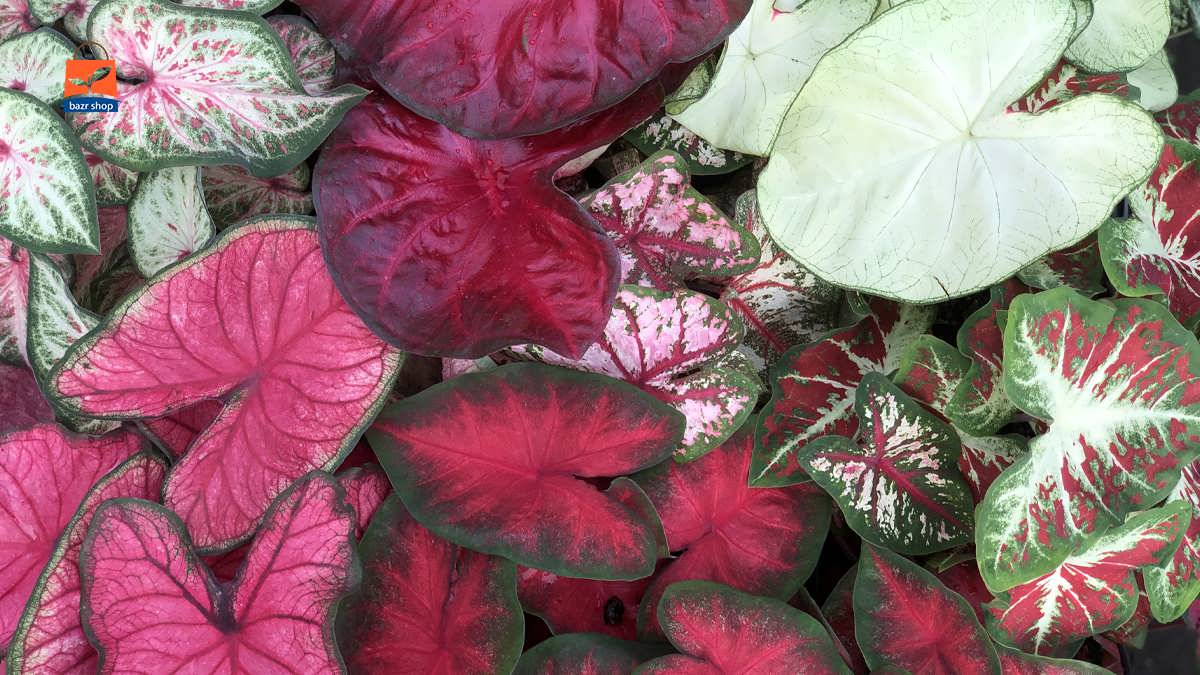 کالادیوم های رنگی زیبا