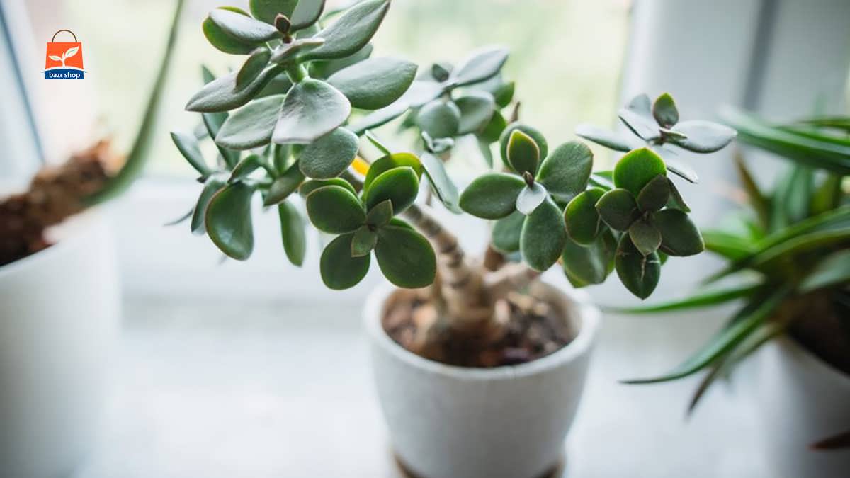 گلدان گیاه یشم