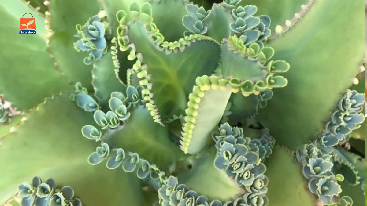 تکثیر ساکولنت اشک تمساح