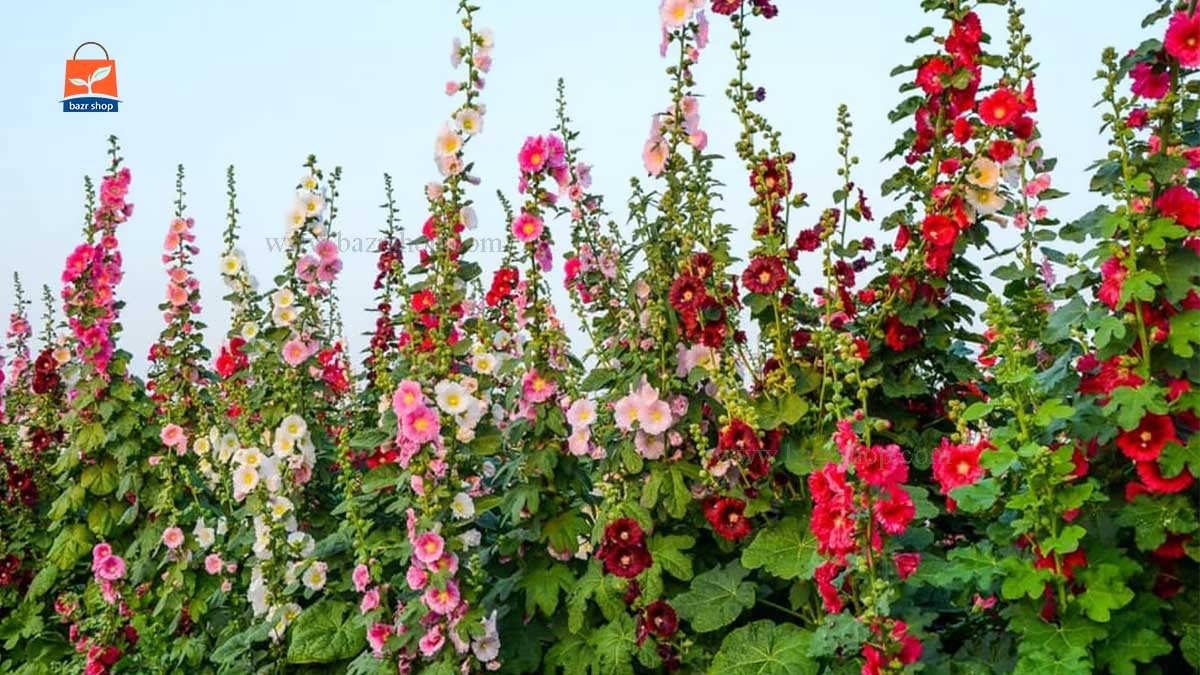 گل های ختمی رنگی زیبا