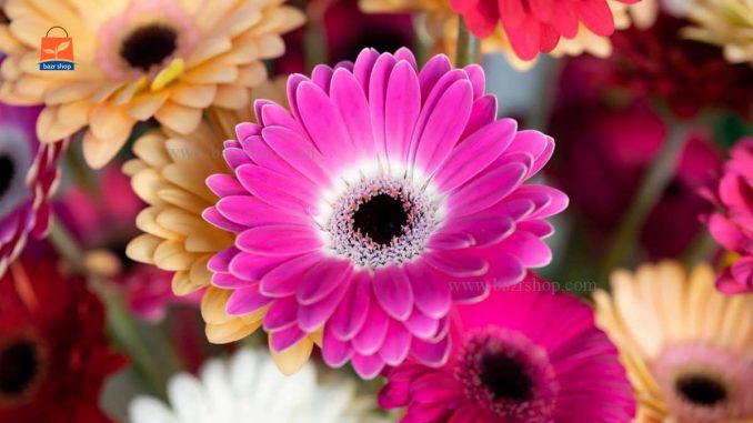 میکسی از گل های گازانیا در رنگ های صورتی، زرد، نارنجی و قرمز