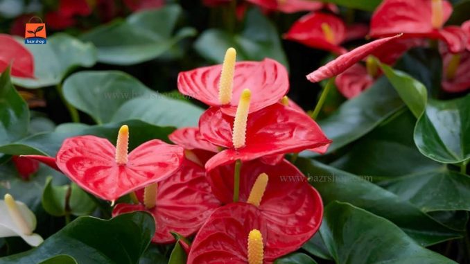 گل انتوریوم