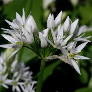 گل سیر وحشی