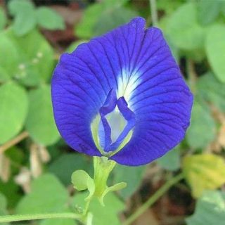 گل پیچک لوبیا پروانه ای