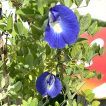 گل پیچک لوبیا پروانه ای