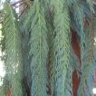 سرو گریان (سرو مجنون چینی)