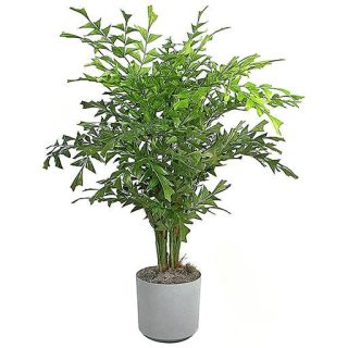 نخل دم ماهی (کاریوتا)