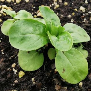 کاهو بره تازه