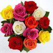 گل رز میکس زیبا