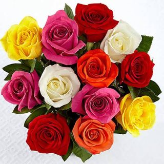 گل رز میکس زیبا