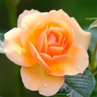گل رز گلبهی
