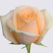 گل رز گلبهی زیبا