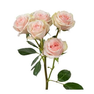 گل رز ملکه زیبا