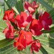 گل خرزهره قرمز