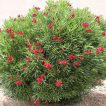 بوته گل خرزهره قرمز